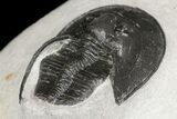 Bargain, Harpes (Scotoharpes) Trilobite - Boudib, Morocco #154655-4